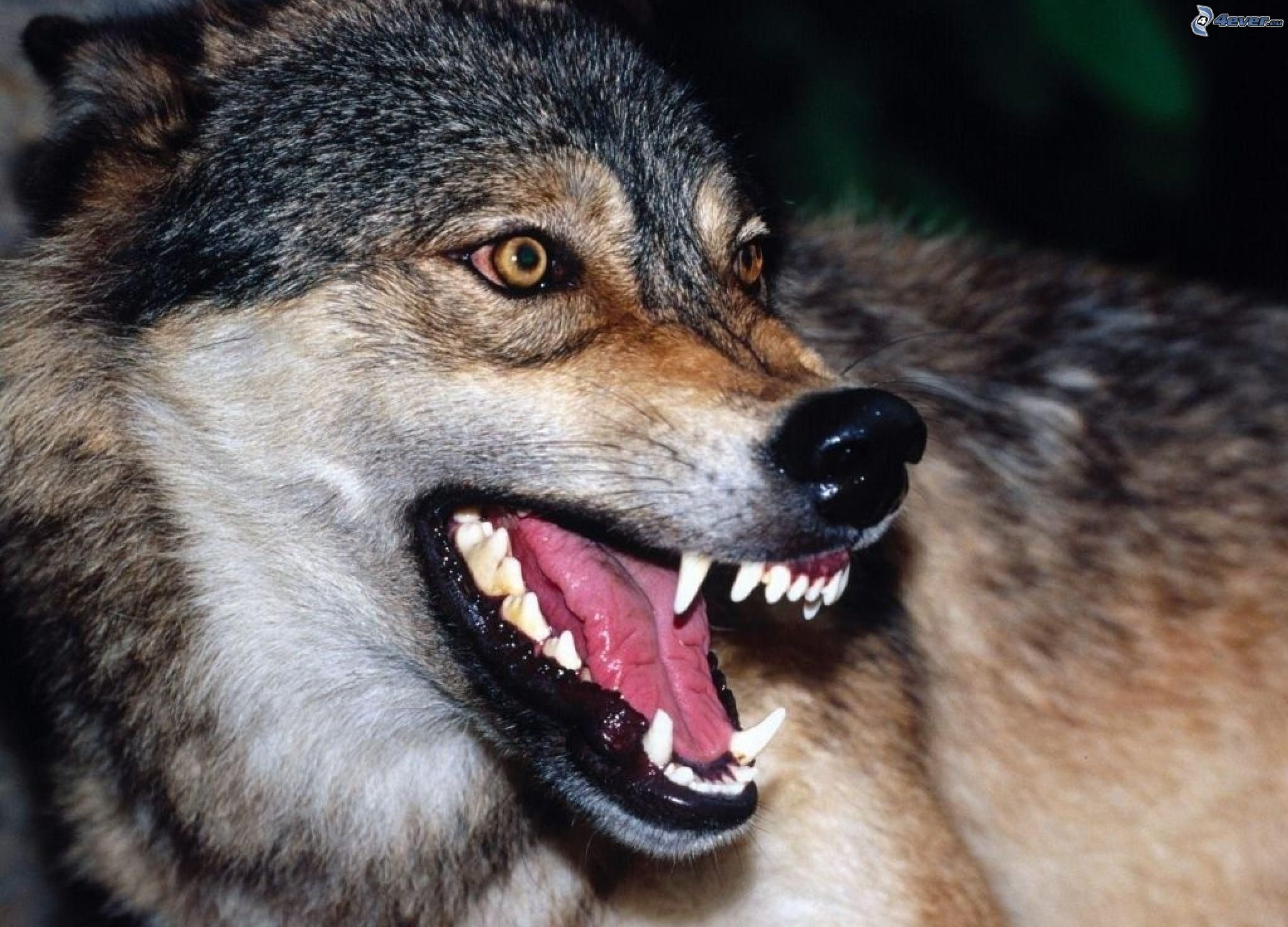 wolf,-fangs-211855.jpg