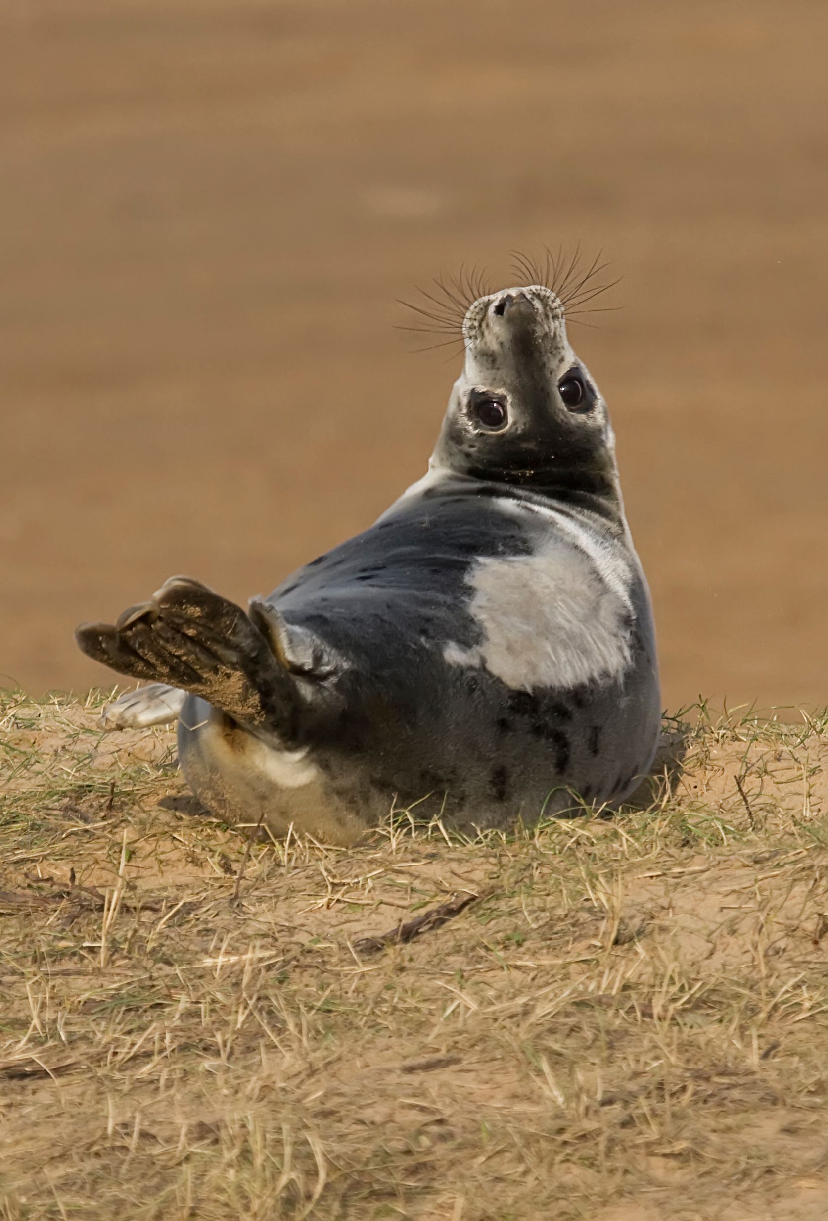 Grey Seal.jpg