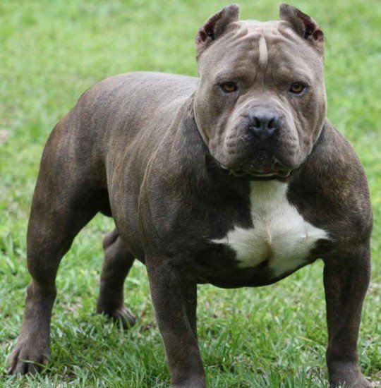 04-Pit-Bull.jpg