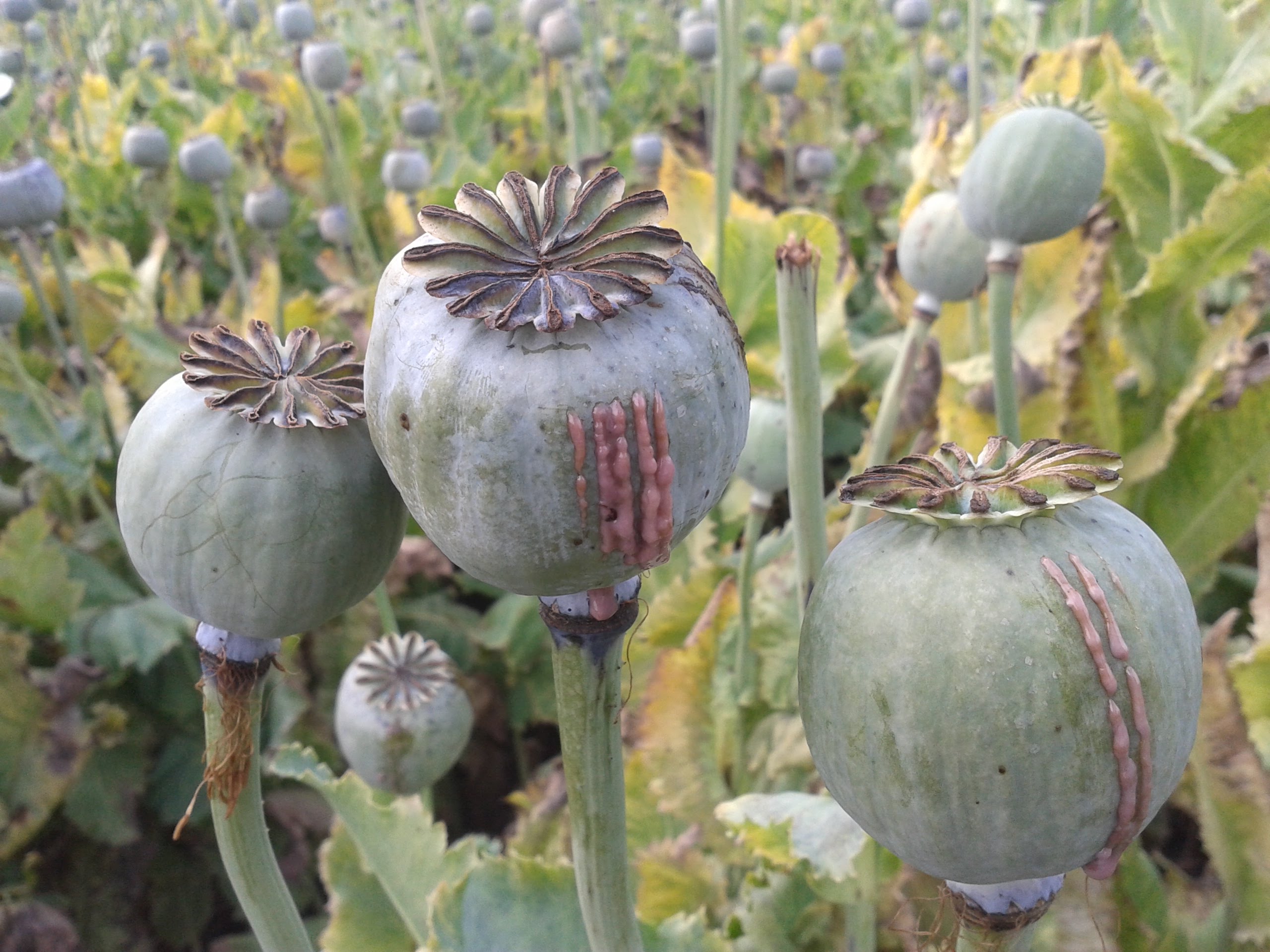 Черняшка. Мак опий. Мак опийный (Papaver somniferum). Мак растение опиум. Опий ( опиум ).