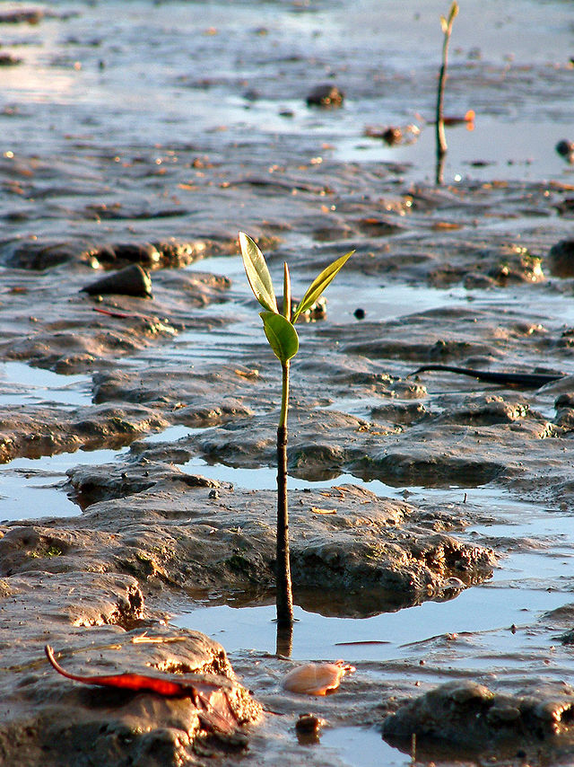 640px-Australia_Cairns_01.jpg