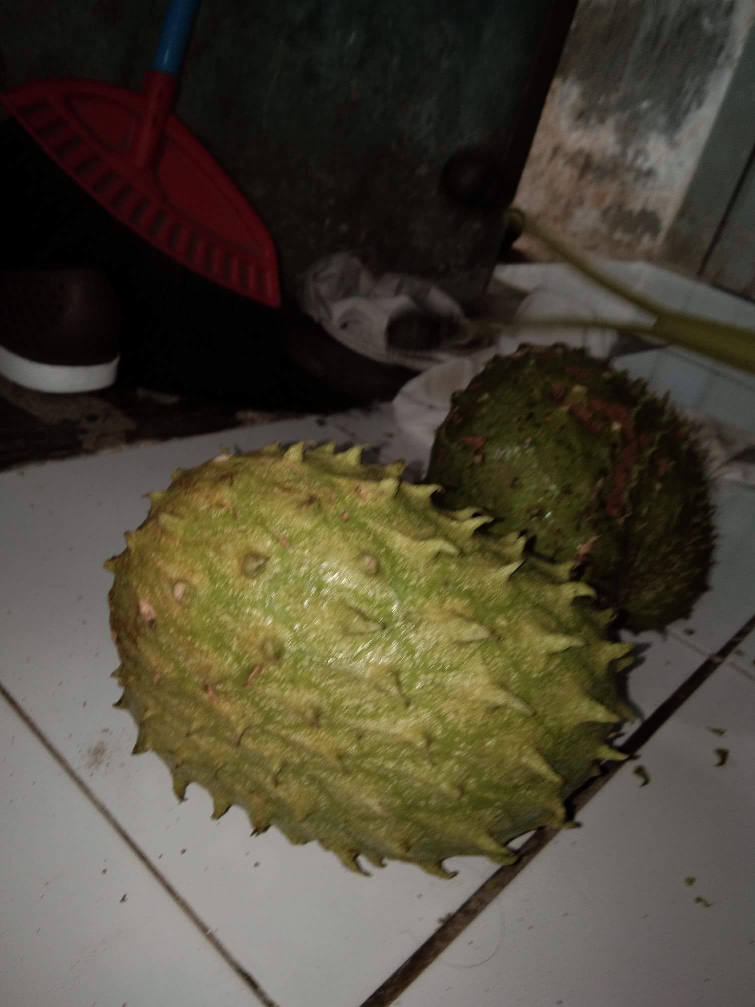 Soursop Fruit Is Very Good Tuk The Health Of The Body Steemit