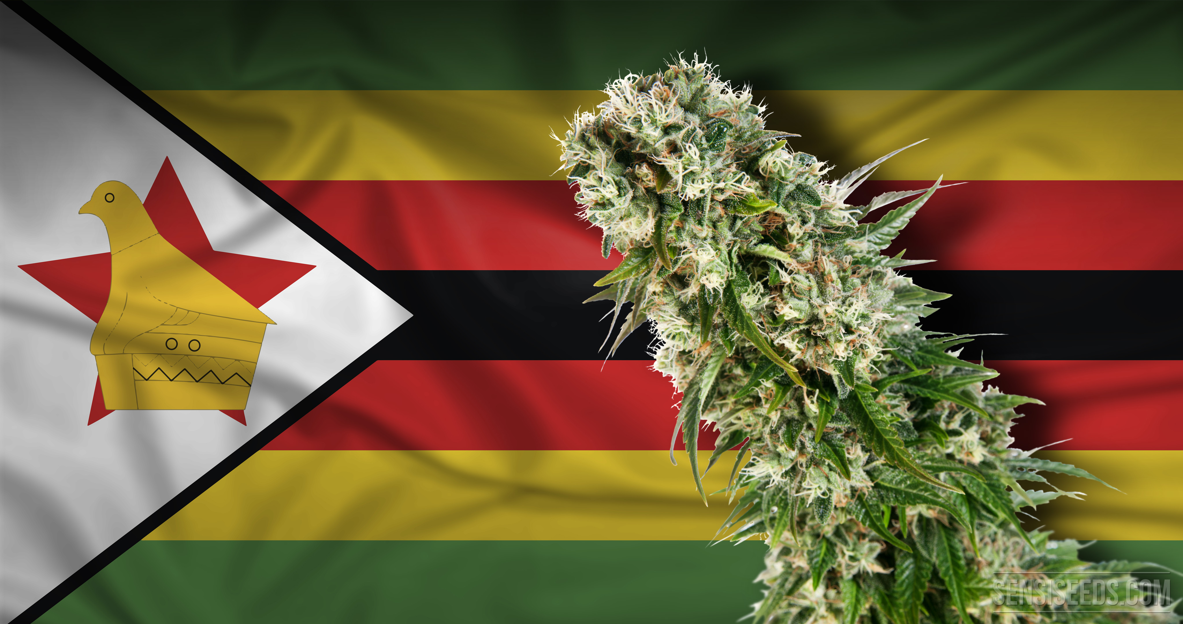 42-cannabis-in-Zimbabwe-4k.jpg