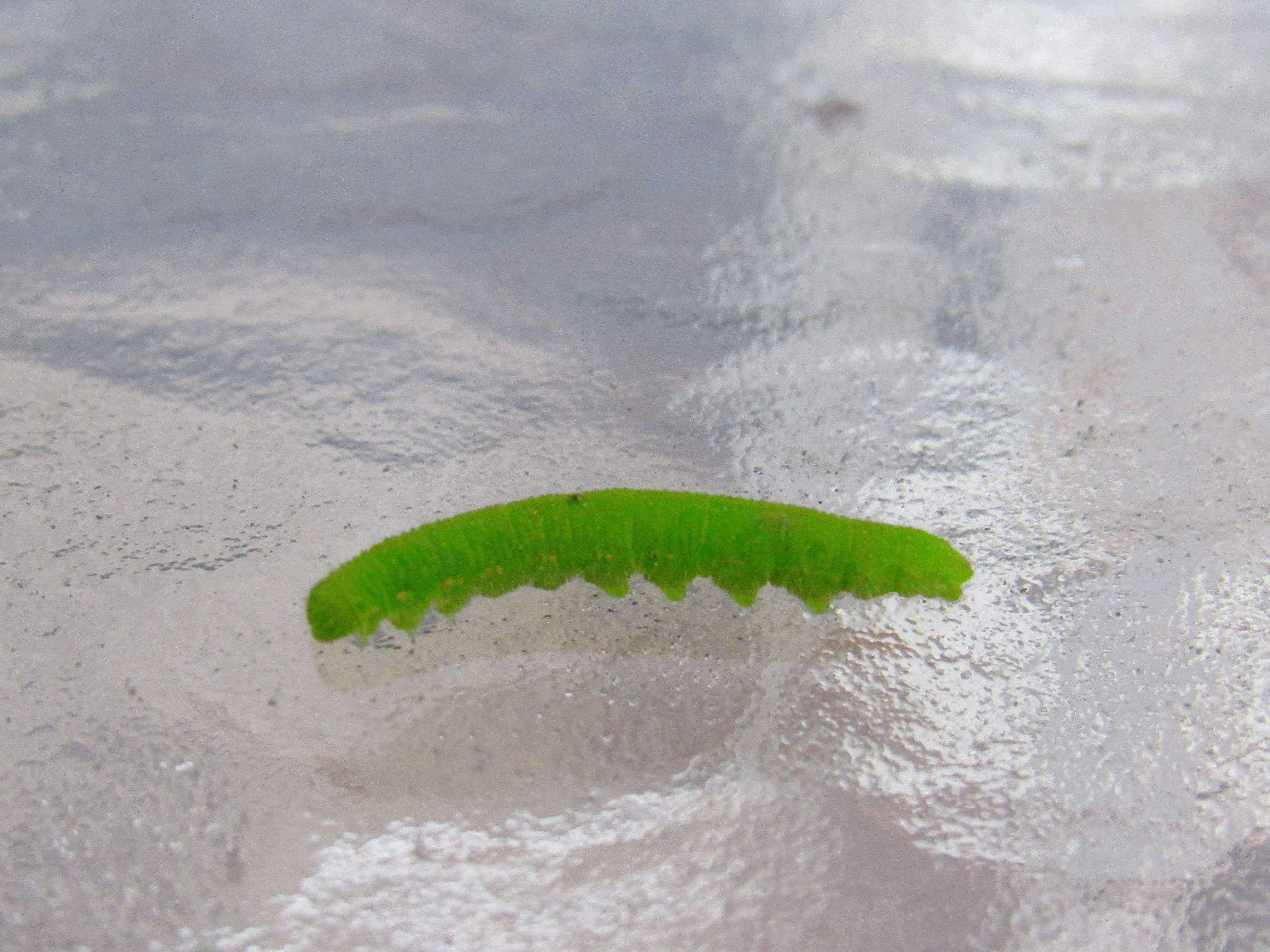 Cabbage Worm.JPG