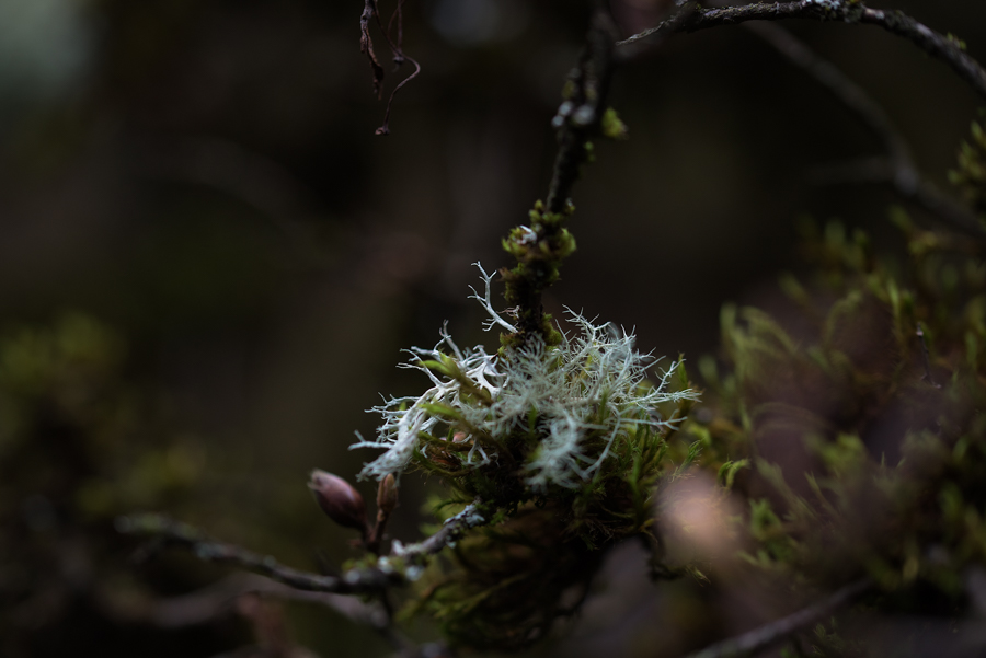 Soft Light on Moss.JPG