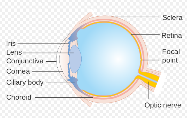 sclera.PNG