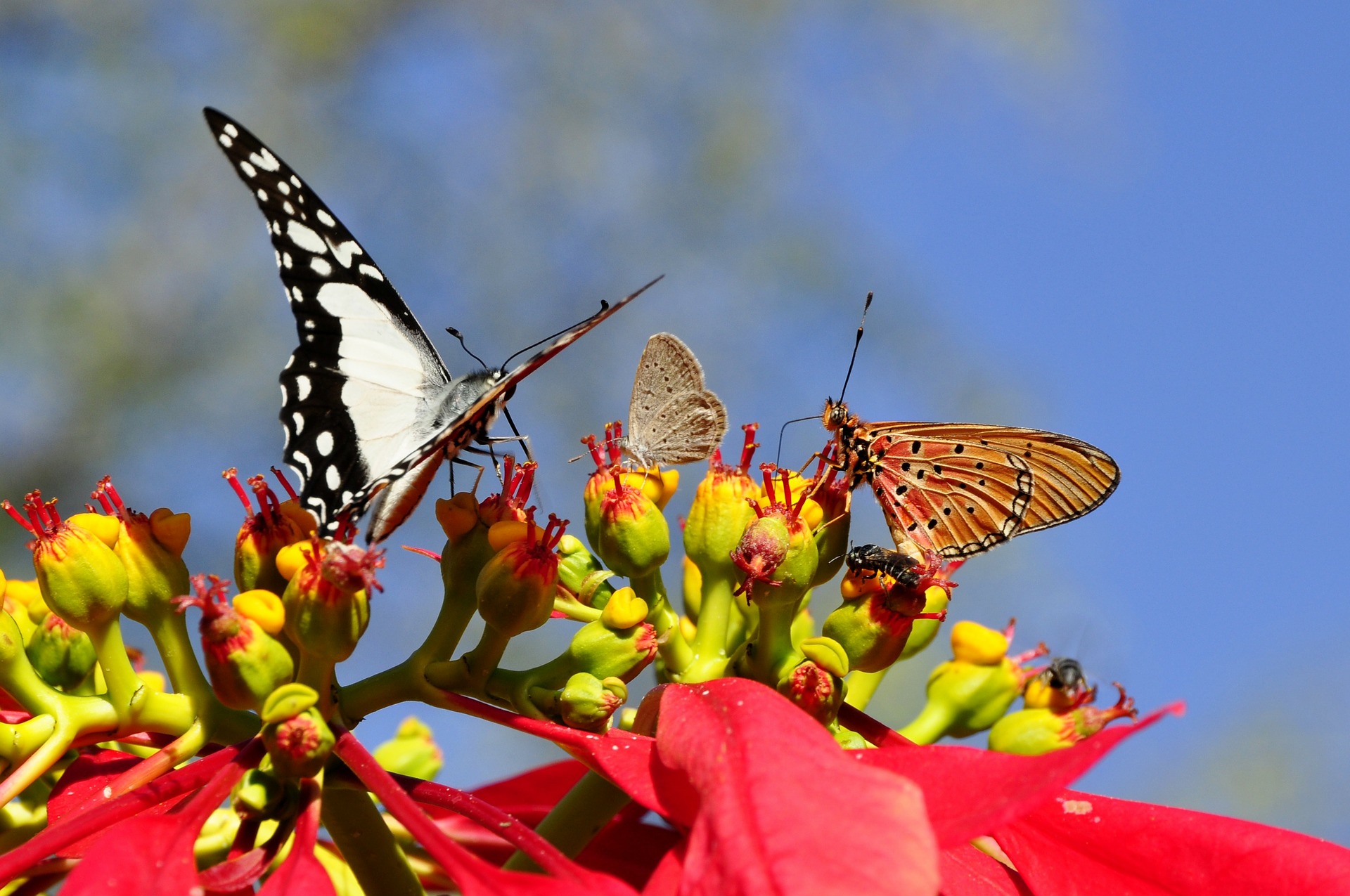 butterflies-55052_1920.jpg