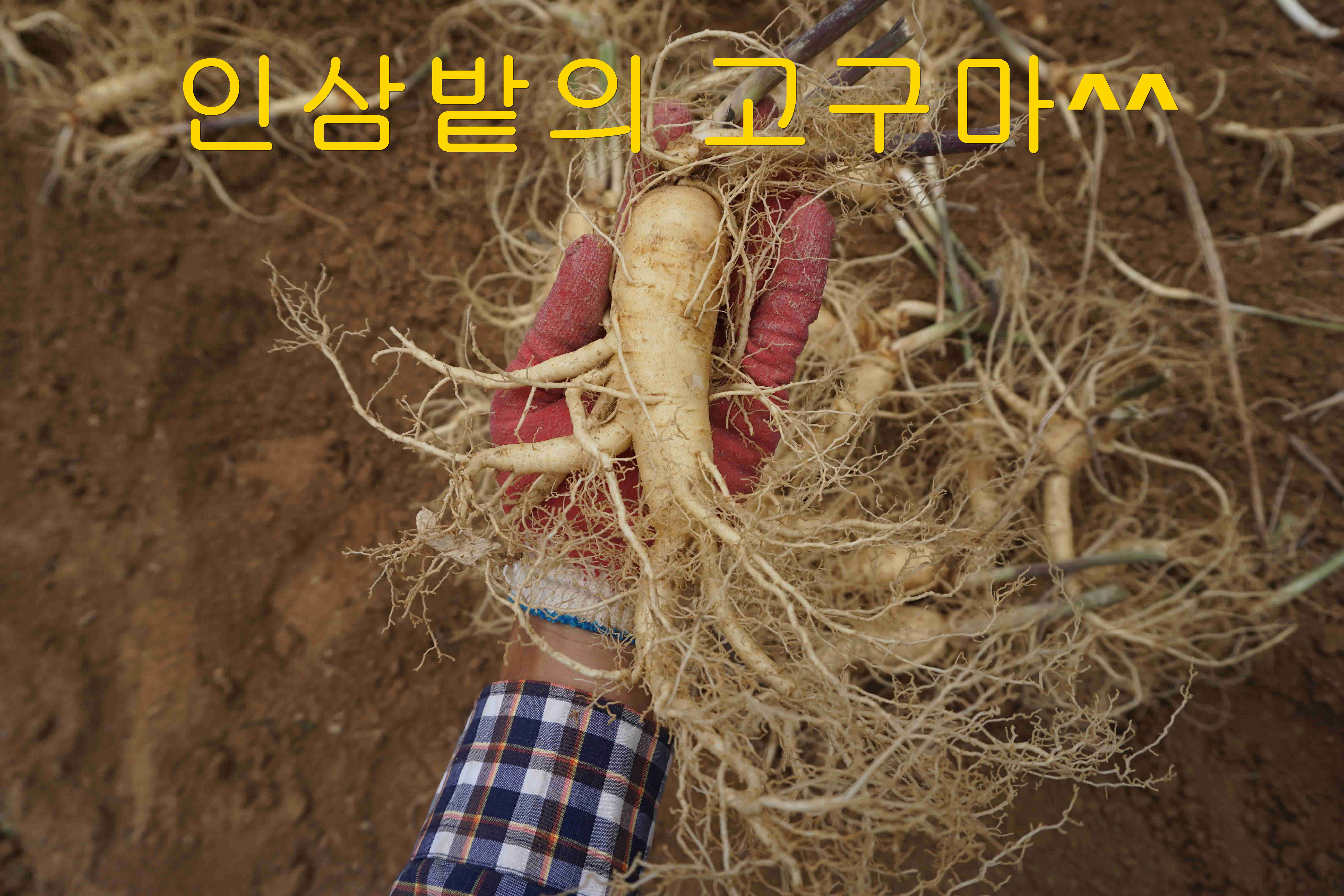 인삼밭의 고구마 (8).jpg