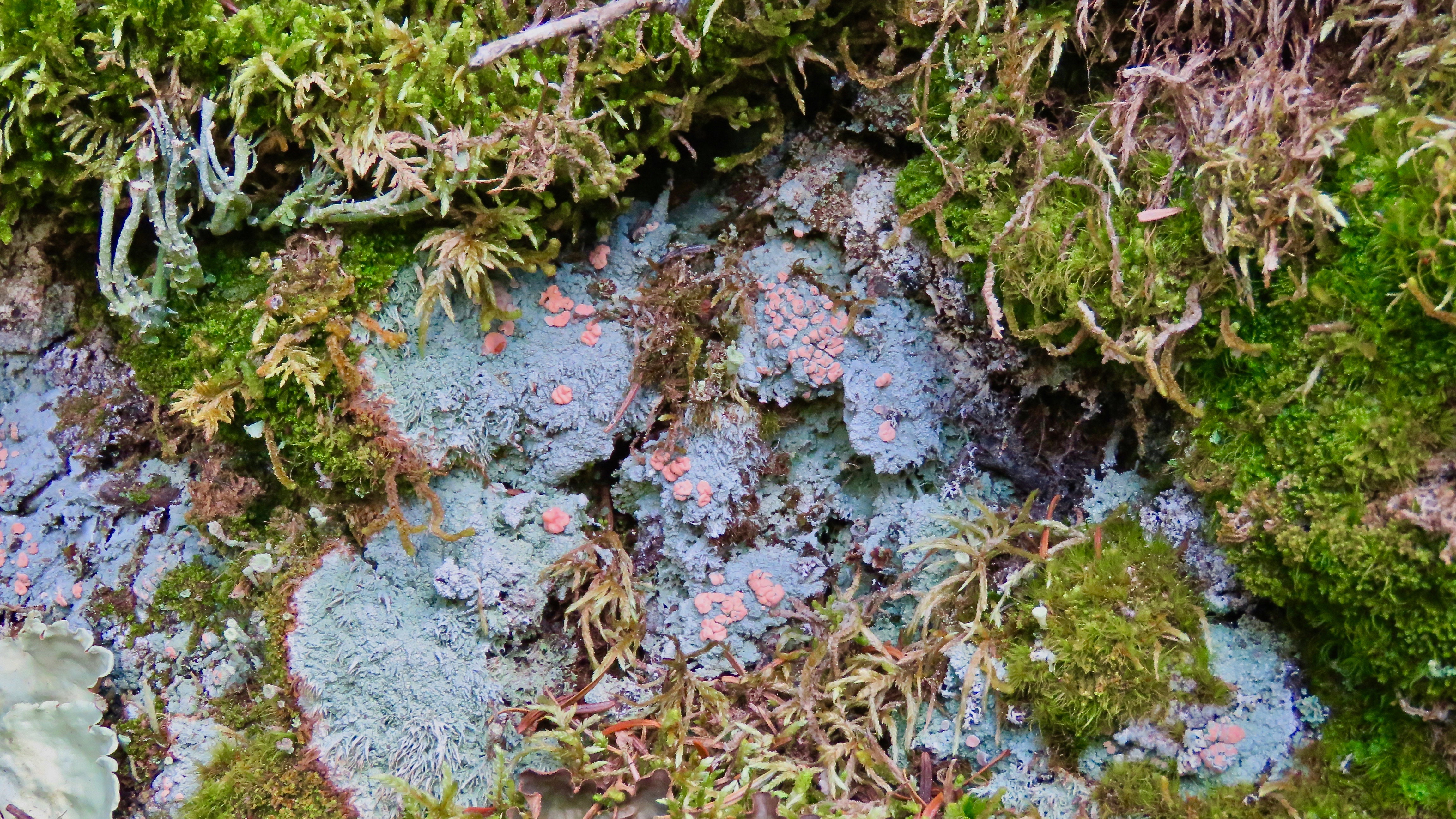 @eric-boucher, "Of Lichen and Moss" Mundane Art 9.jpg