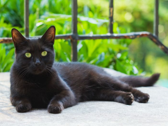 gatos-negros-datos-interesantes-euroresidentes.jpg