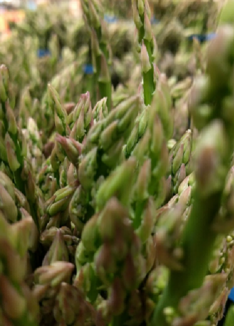 asparagus_close_up_cropped.png