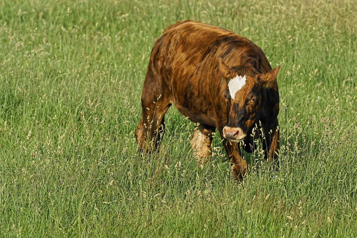 veau_dsc8199_dxo_35293759665_o (FILEminimizer).jpg