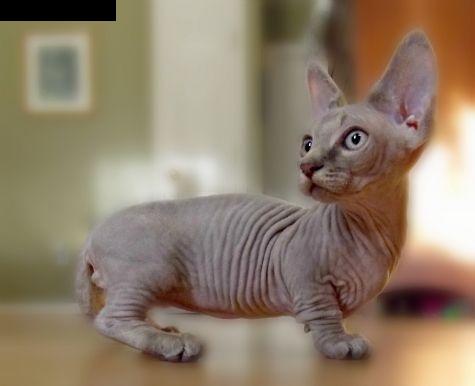 minskin cat.jpg