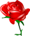 rose-31411_640.png