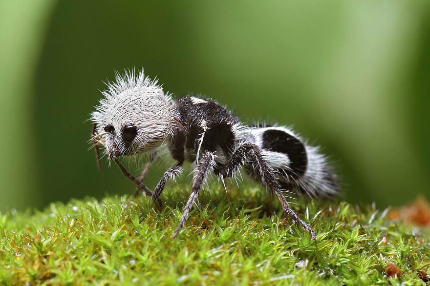 panda-ant-euspinolia-militaris-1__880.jpg