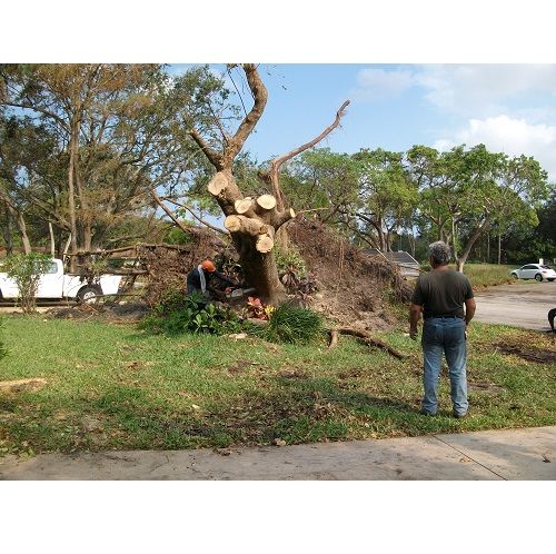 Twin Trees