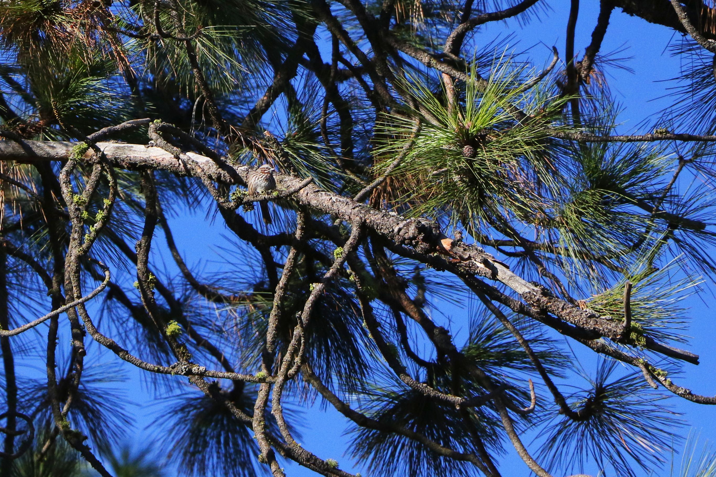 2E5A2445 Song Sparrow.jpg