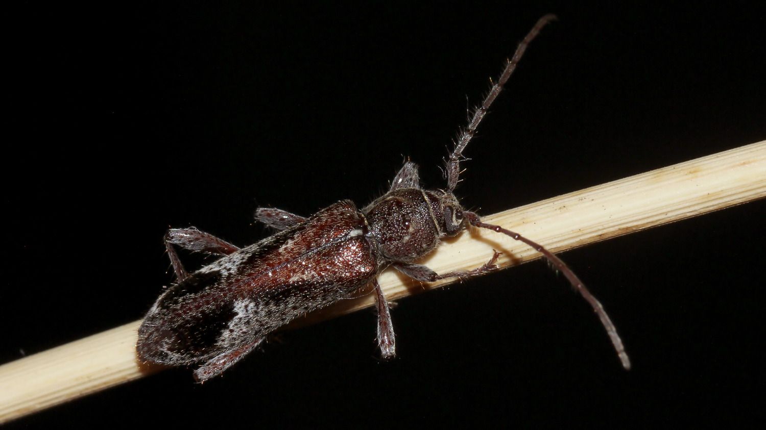 Cerambycidae BY Tas 2018-01-19 n2.jpg