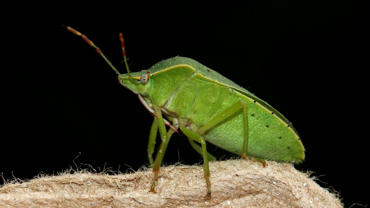 Pentatomidae Nezara viridula n2 BY Tas MV Light 2017-10-15.jpg