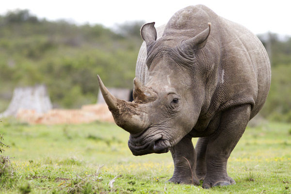 african-white-rhino.jpg