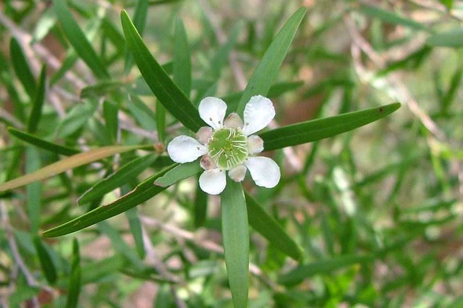 leptospermumpetersonii9.jpg