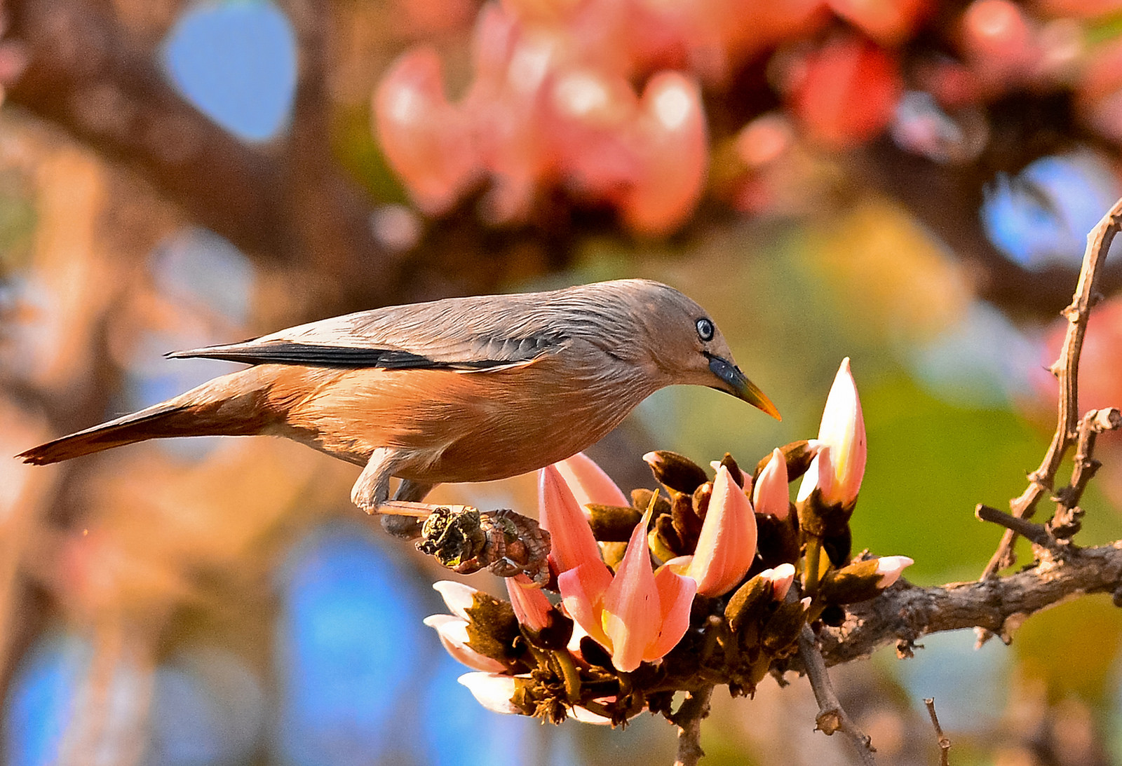 13212907454-chestnut-tailed-starling-sturnus-malabaricus-on-a-parrot-tree-palash.jpg