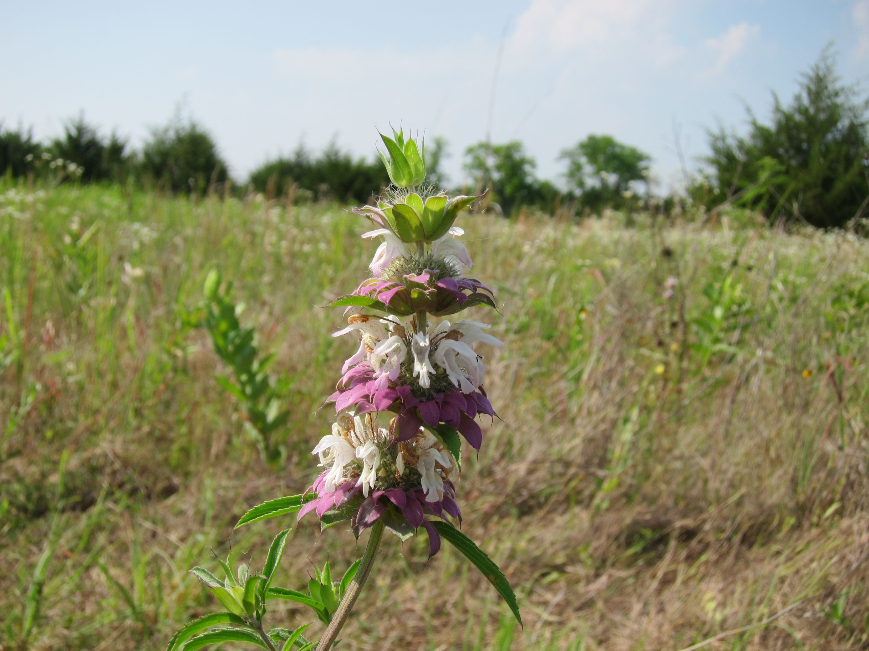 Horsemint.jpg