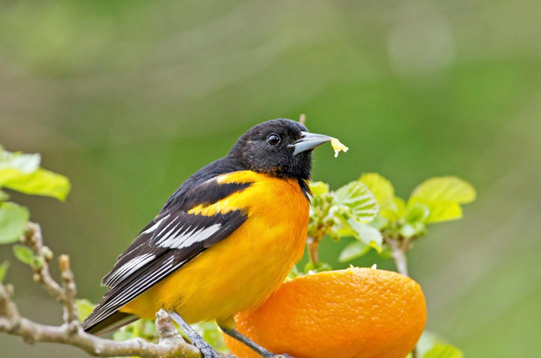 oriole-eating-orange-000024545671Large-1080x715.jpg