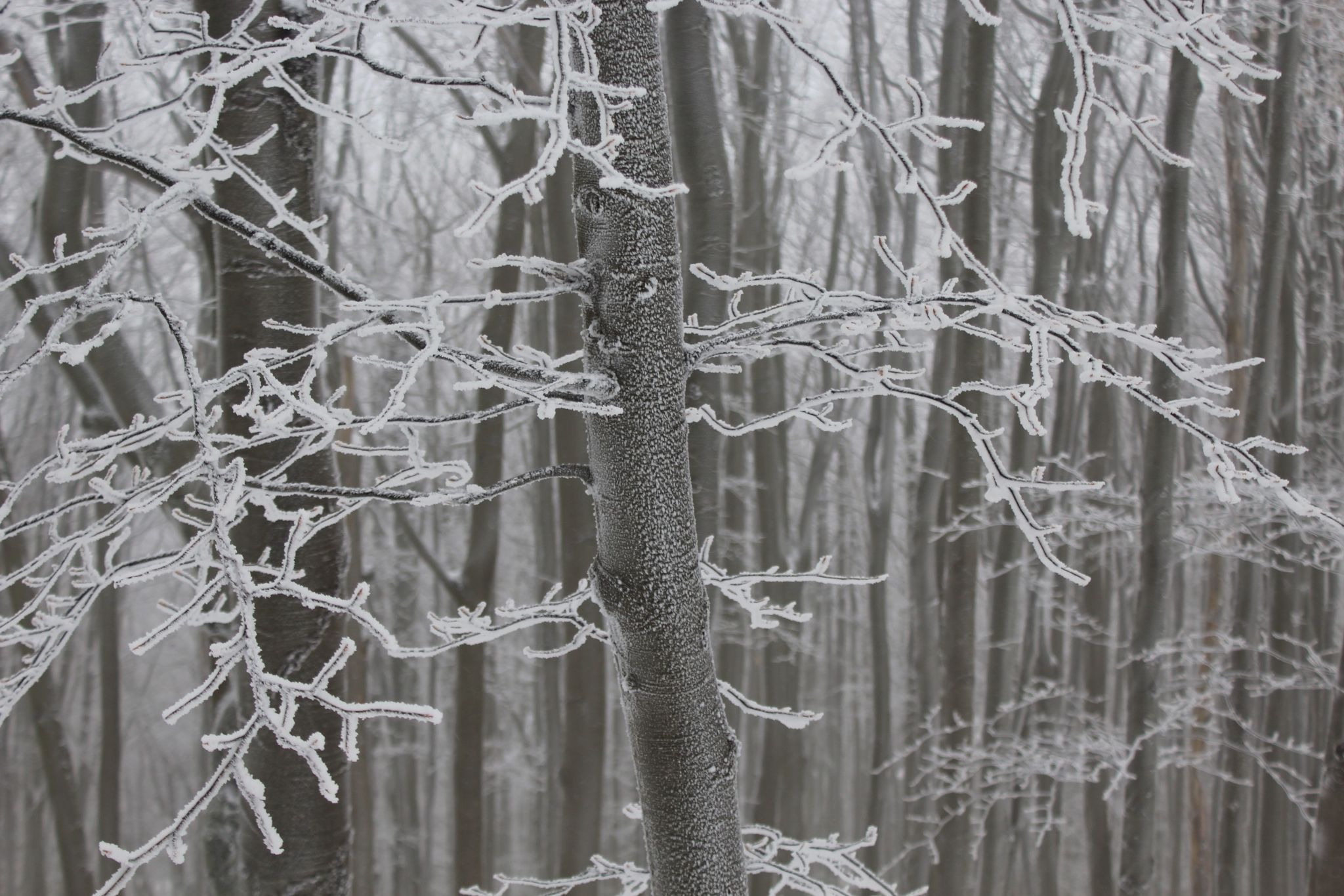 IMG_3652 (2048x1365).jpg