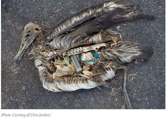 bird-trash.jpg