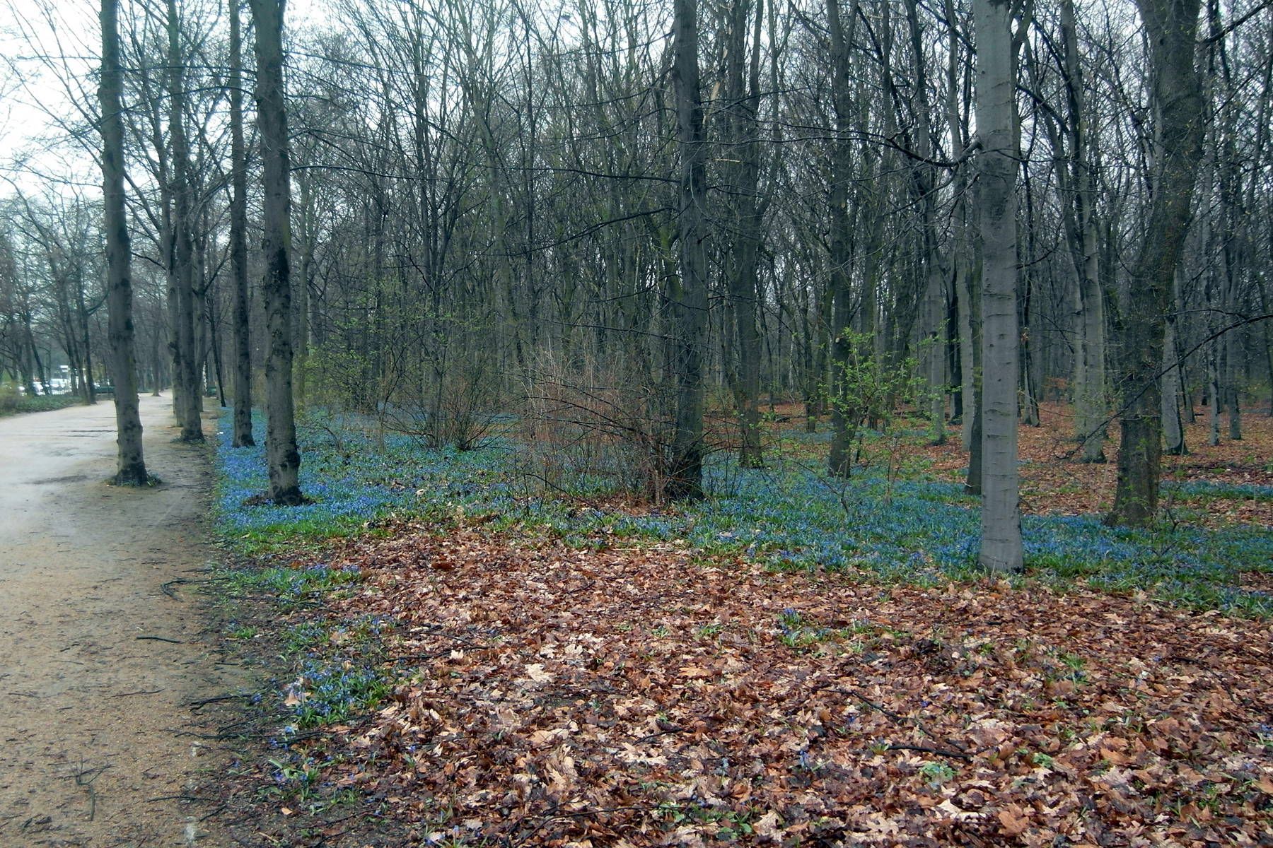 2017.03.23   11.09   [Grüne]   Berlin   Tiergarten.jpg