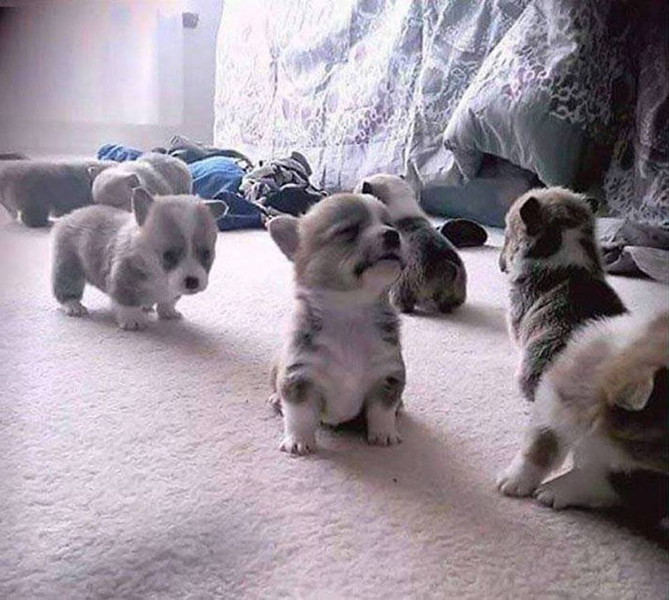 Baby corgis.jpg