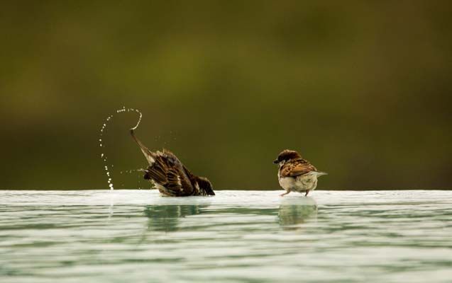 Birdbath.jpg