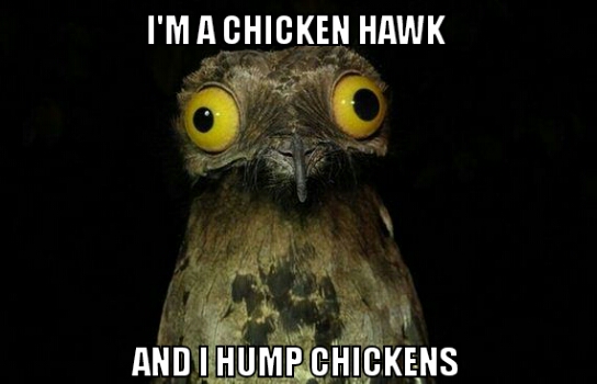 chicken hawk.jpg