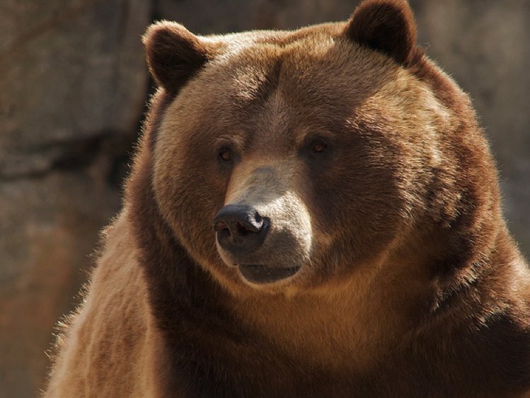 the-polish-army-enlisted-a-bear-during-world-war-ii-wojtek-the-syrian-brown-bear-eventually-gained-the-rank-of-corporal-and-often-drank-beer-and-smoked-cigarettes.jpg