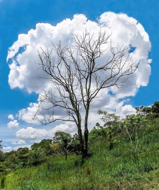 cloud-tree_preview.jpg