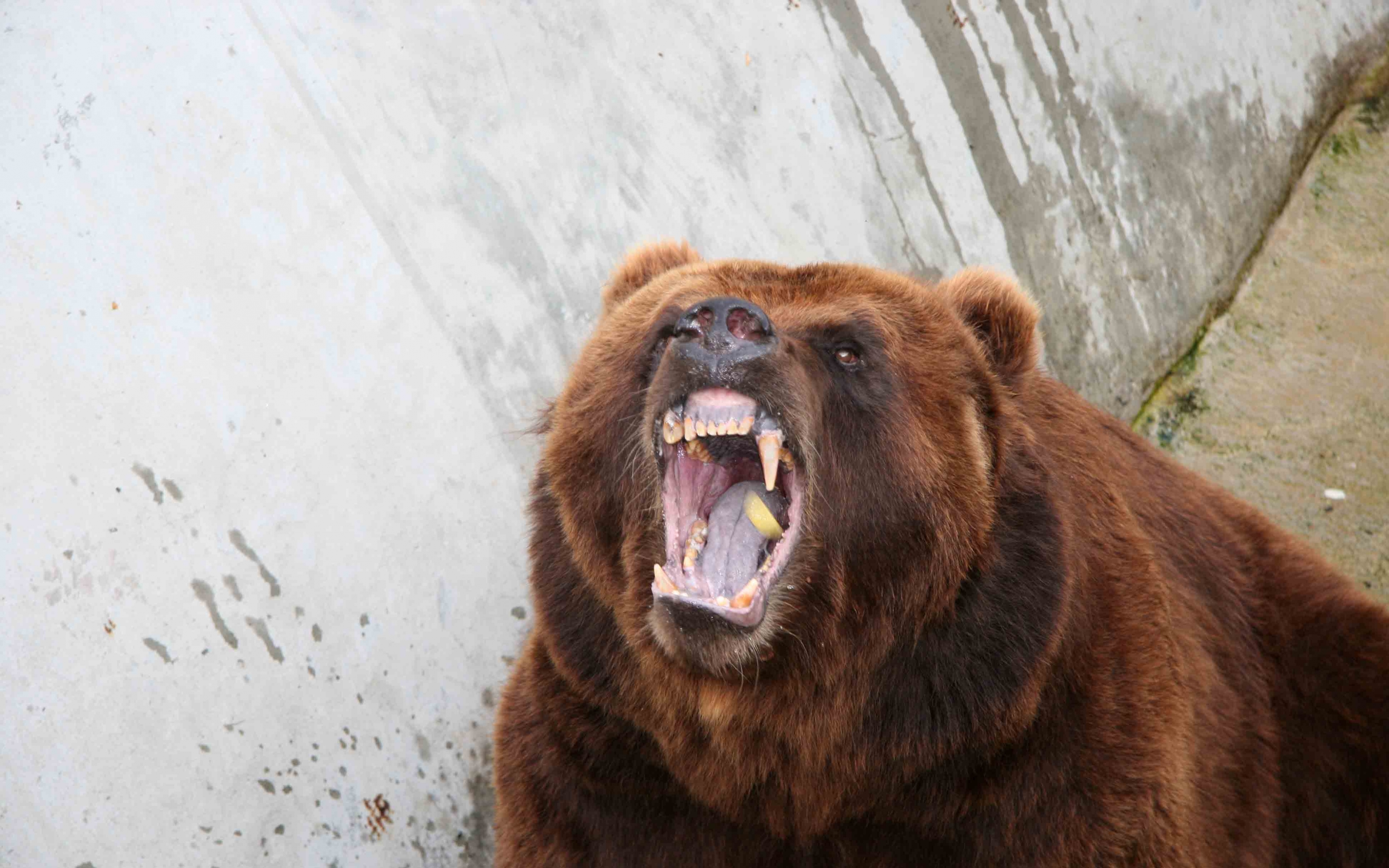 bear_aggression_teeth_anger_72826_3840x2400.jpg