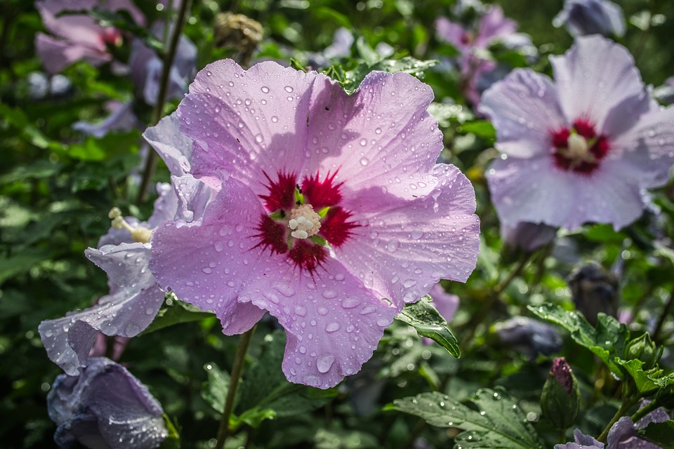 flower-3353283_960_720.jpg