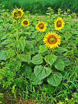 250px-Helianthus_annuus_001.JPG