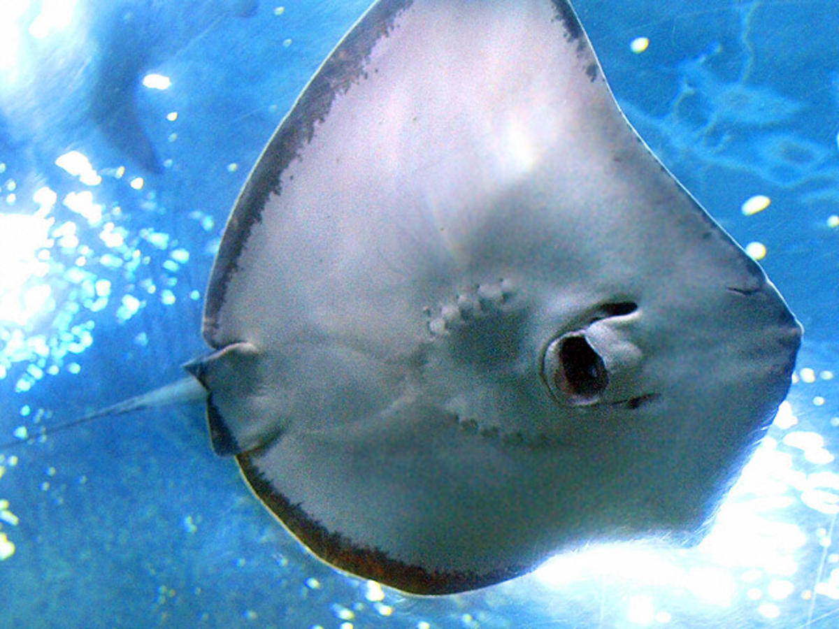 stingray1.jpg