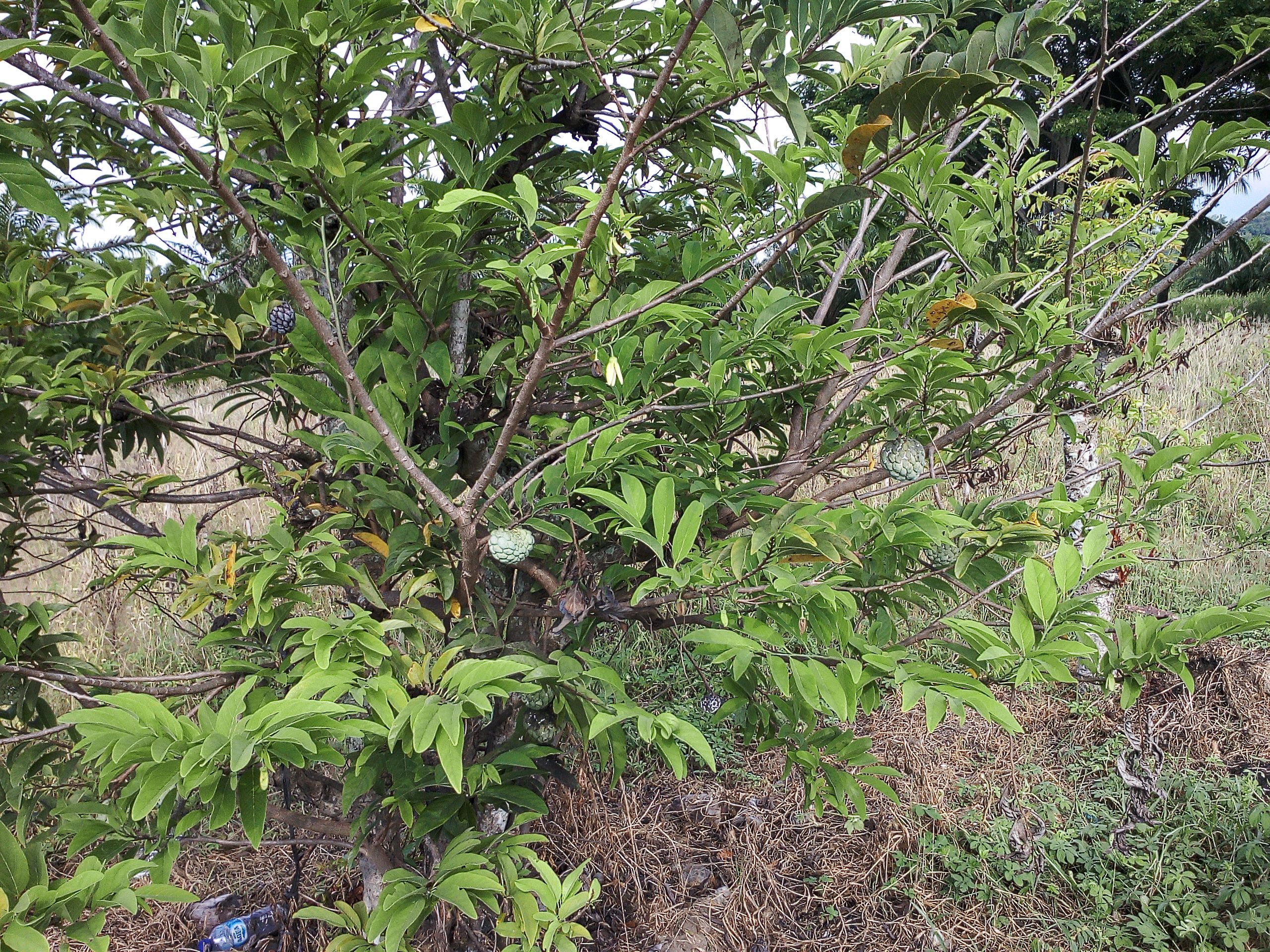 IMG_20170701_154743.jpg
