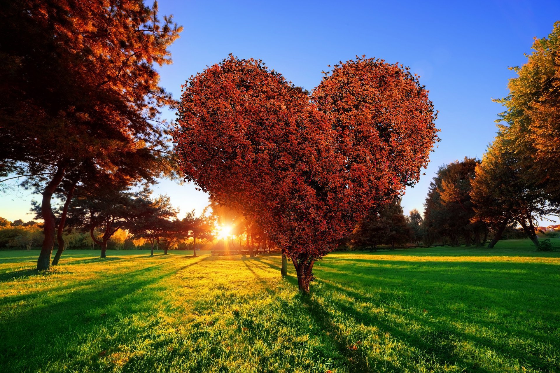 love-tree-heart-green-sunset-park-sun-grass.jpg