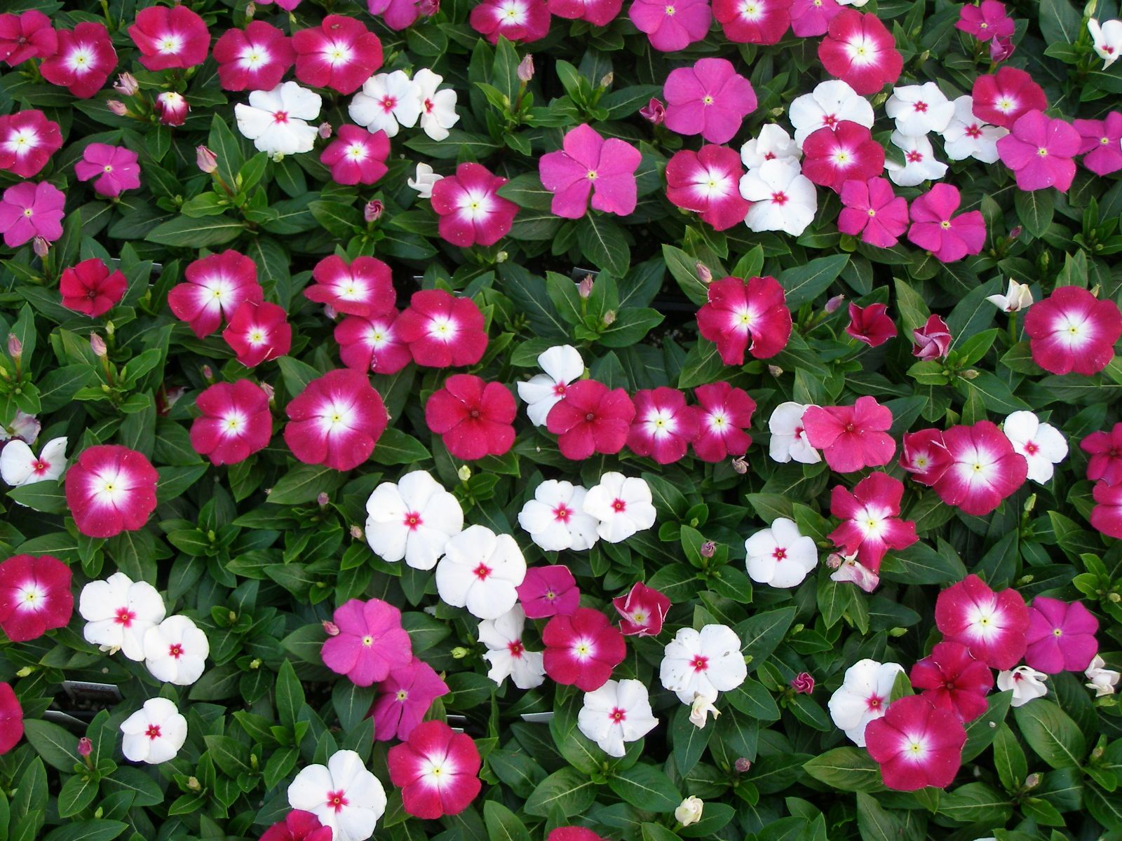 Vinca-Pacifica-Merlot-Mix.jpg