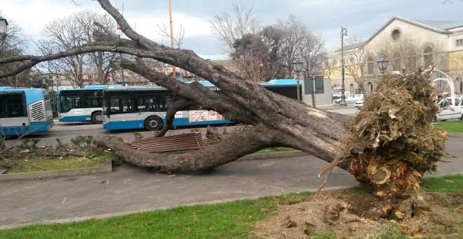 albero-caduto.jpg