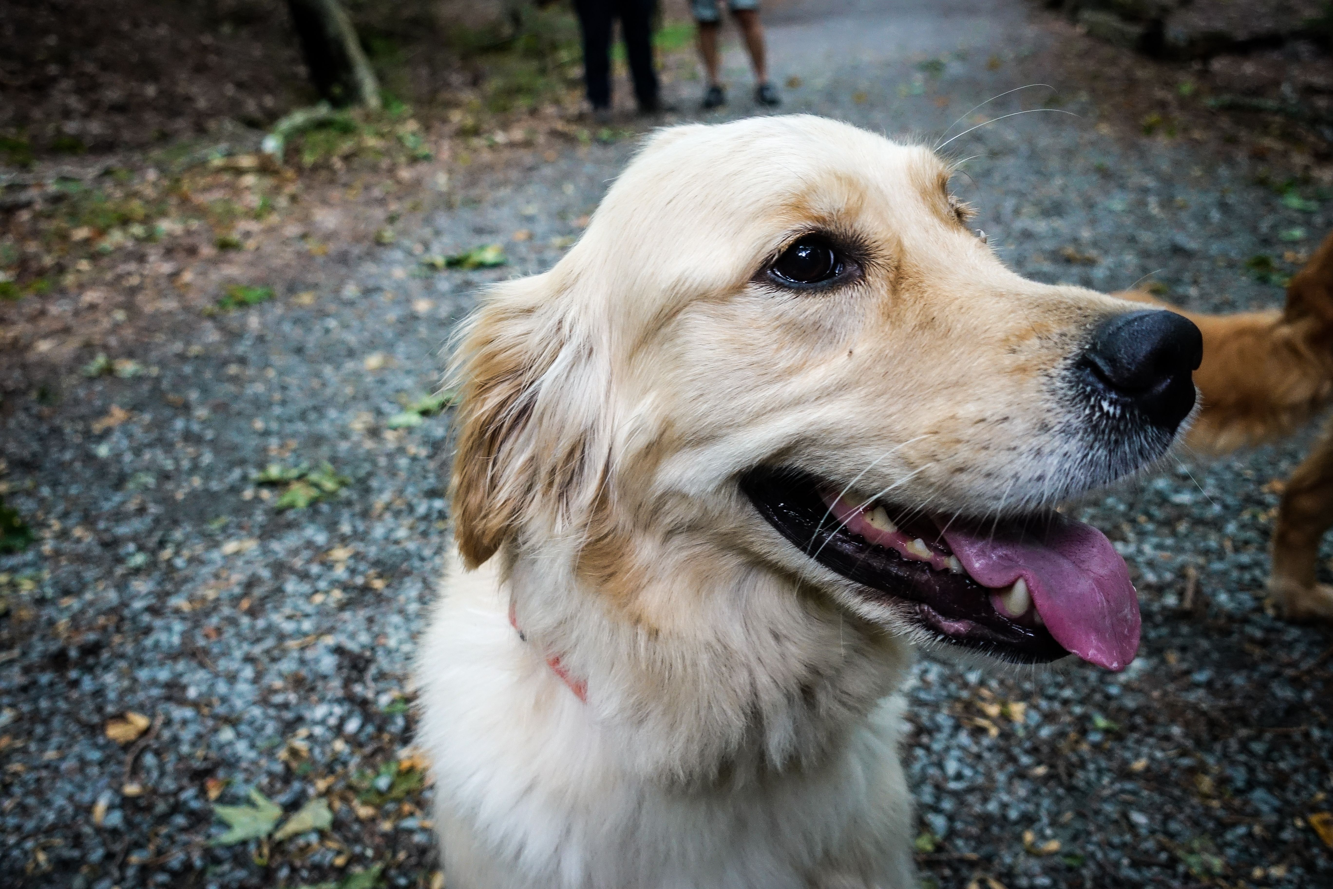 new-england-trail-dogs-09-02-2017-4.jpg