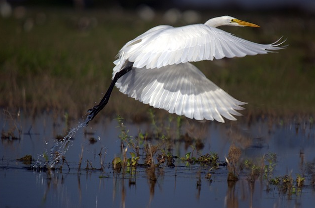 great-egret-599205_1280.jpg