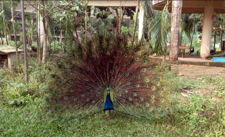 Peacock bird.jpg