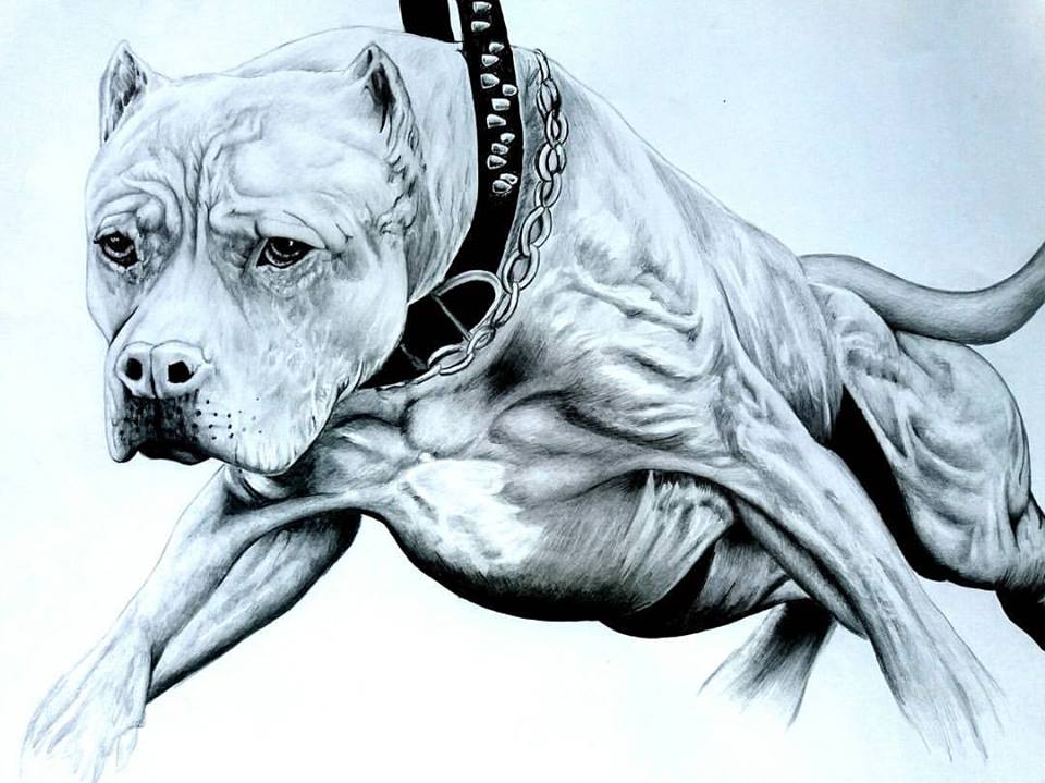 Pitbull Remasterizado en grafito (negro y gris) // Explicado — Steemit