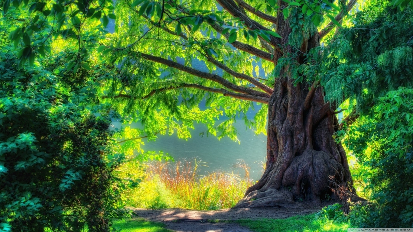 Beautiful_tree_2-wallpaper-1366x768.jpg