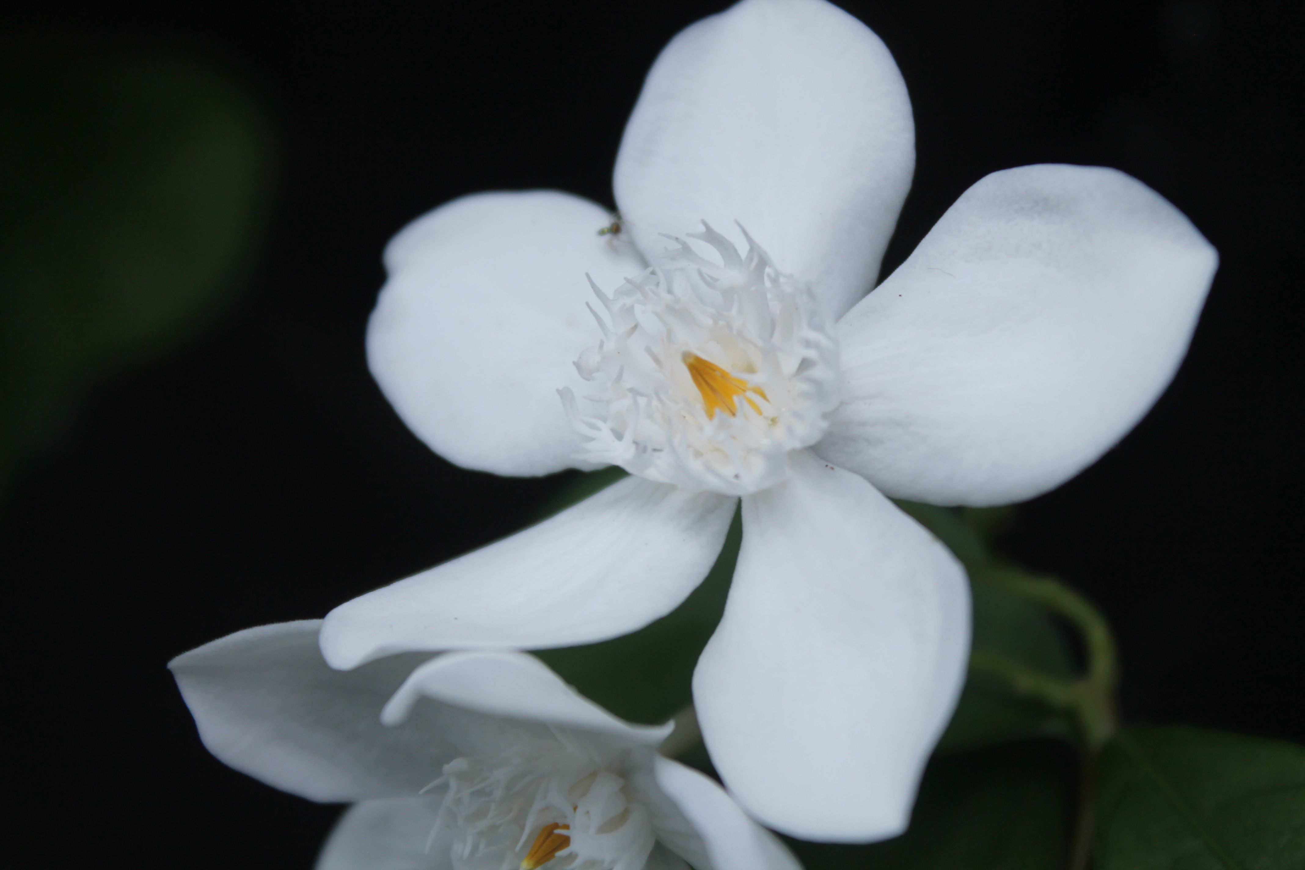 Macro Photography Jasminum sambac Bunga  Melati  Putih 